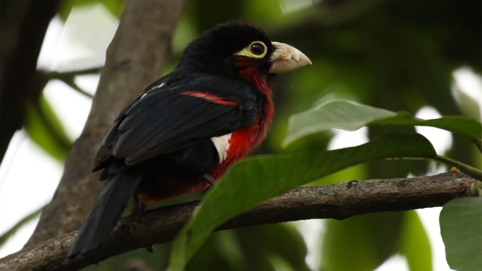 九游9游-全国青少年“篮球+科技+环保”融合赛事在广州成功举行，推动多元发展  第1张