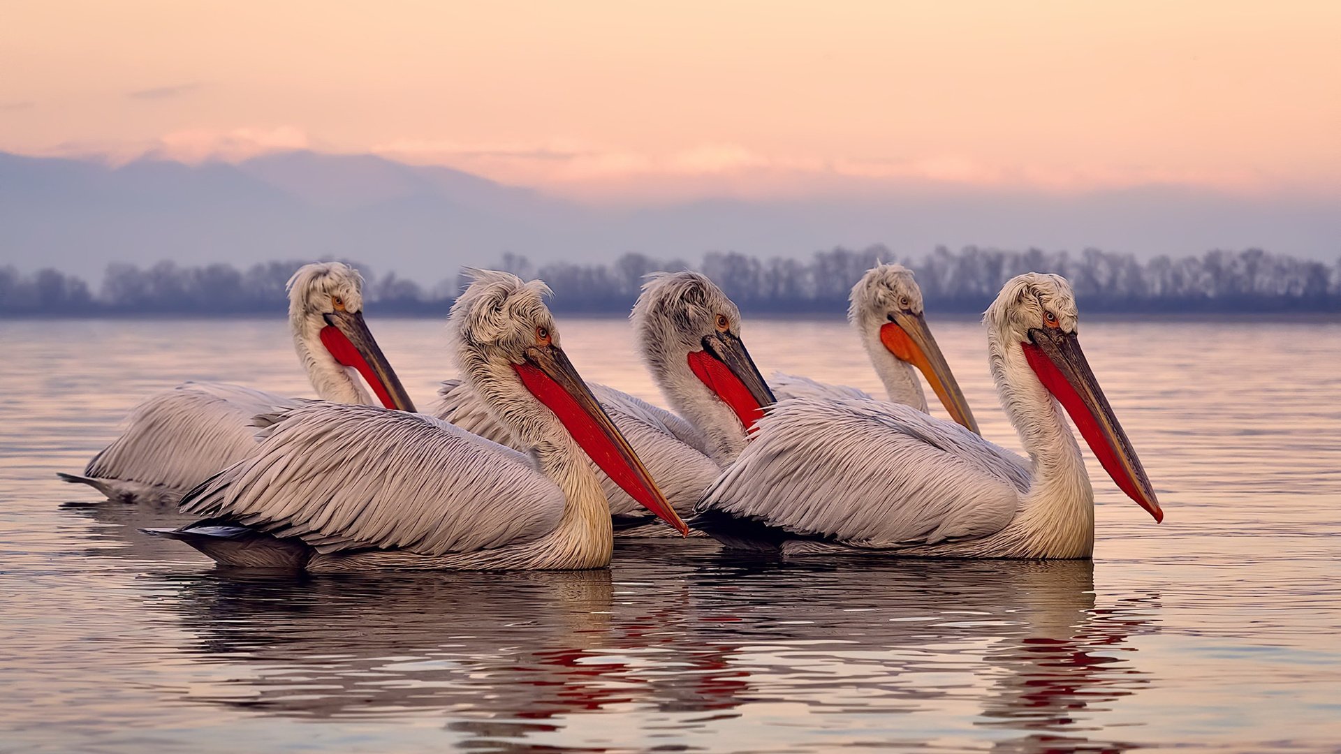 九游app官方下载-“法甲冠军争夺网再拉紧，悬念生死瞬间”，法甲夺冠概率